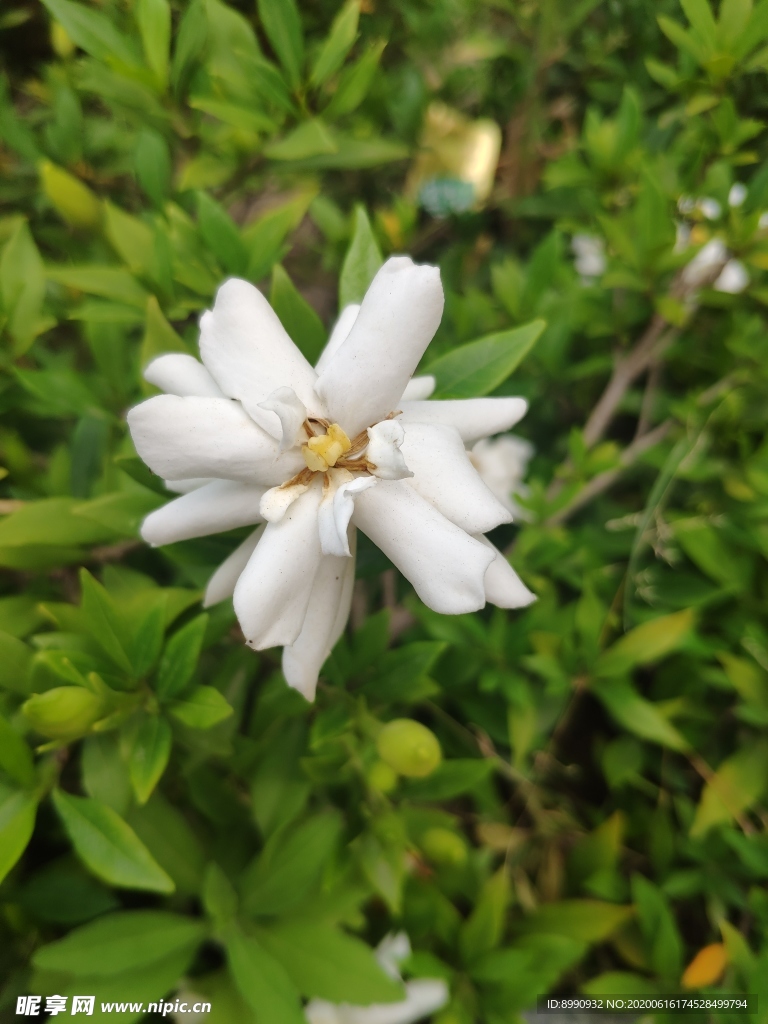 栀子花