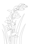 兰花