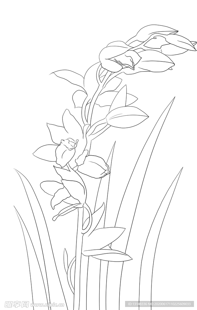 兰花