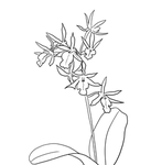 兰花