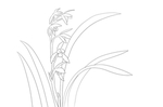 兰花