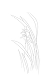兰花