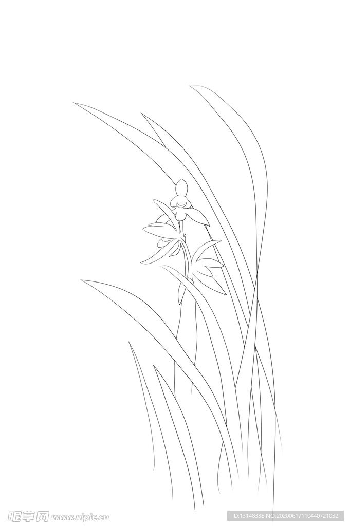 兰花