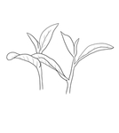 茶叶