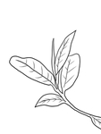 茶叶