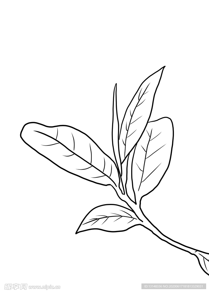 茶叶
