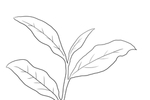 茶叶