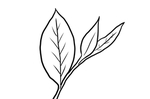 茶叶