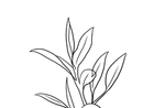 茶叶