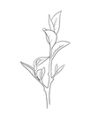 茶叶