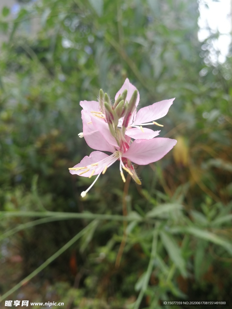 花
