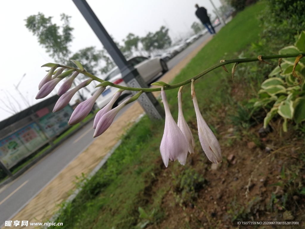花