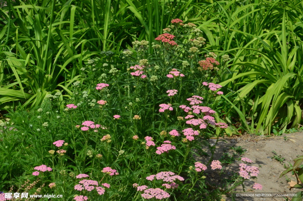 园林花草