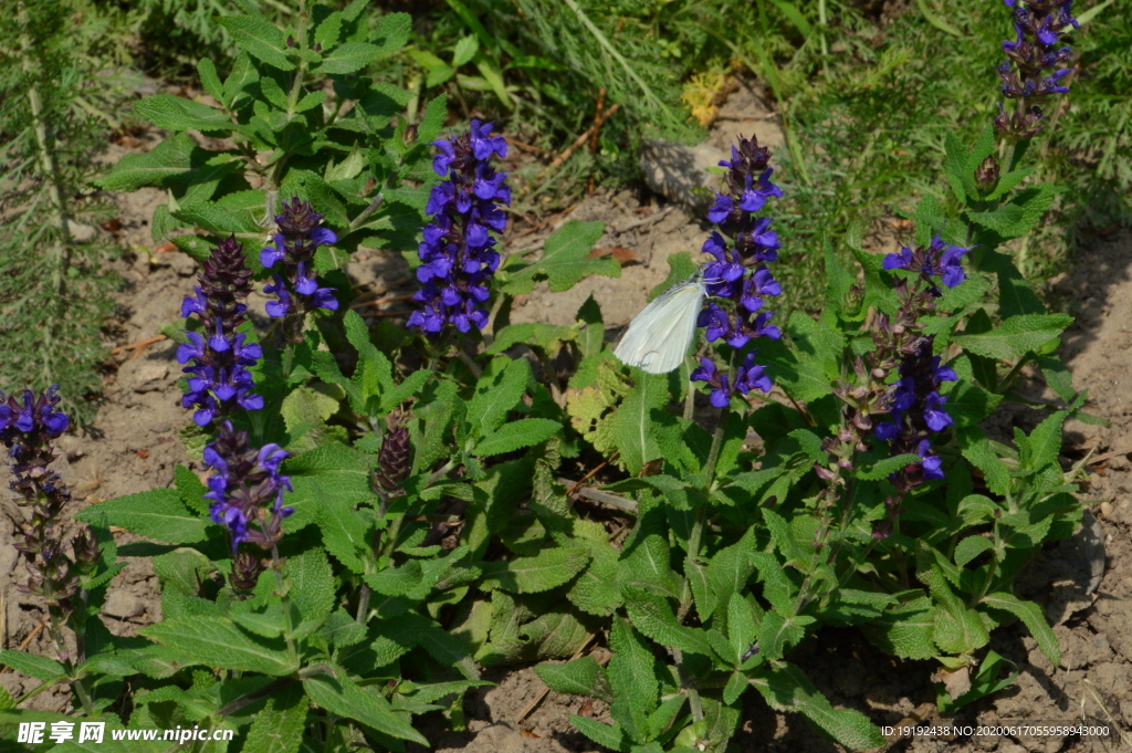 园林花草