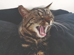 家猫