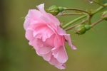 玫瑰花