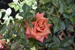 玫瑰花