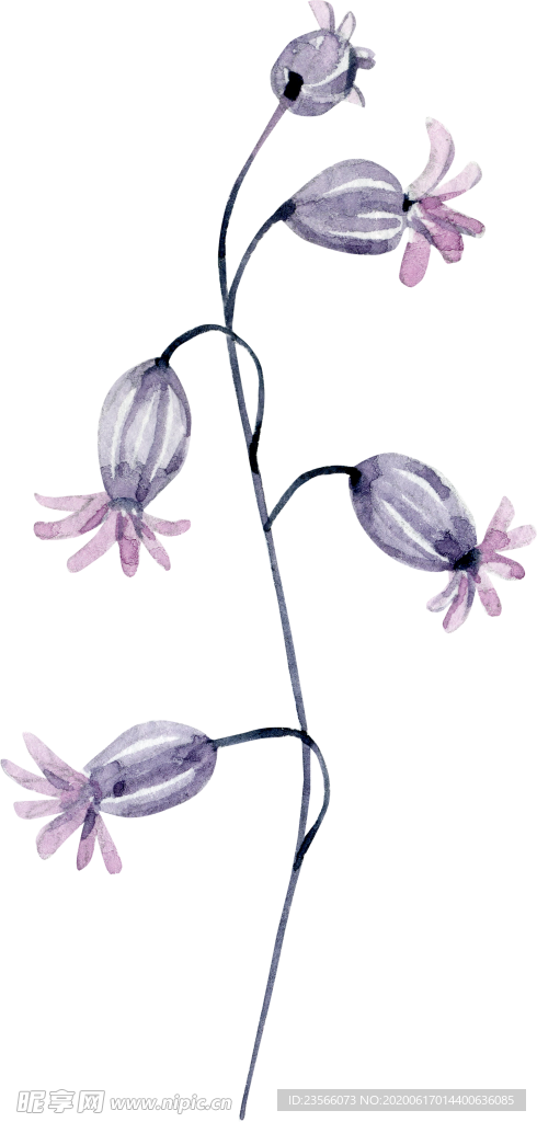 水彩绘画花朵树枝装饰