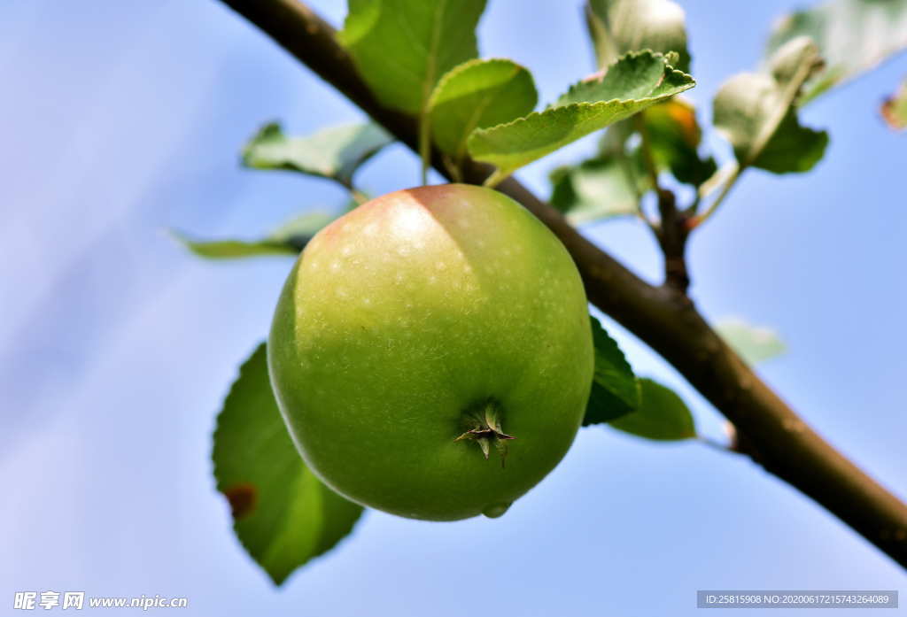 苹果枝头苹果树上苹果图片