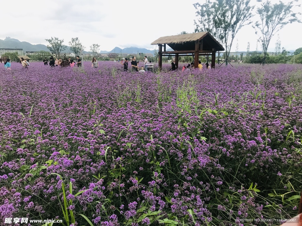 马鞭草花海