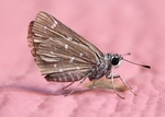 昆虫