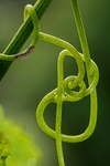 植物