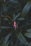 昆虫