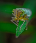 昆虫