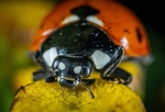 昆虫
