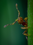 昆虫
