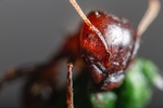昆虫