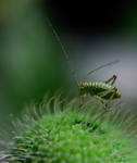 昆虫
