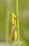 昆虫