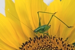 昆虫