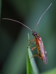 虫子