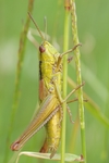 昆虫