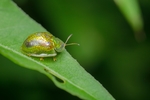 昆虫