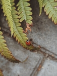 昆虫