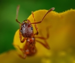 昆虫