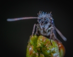昆虫