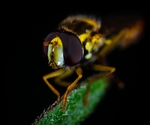 昆虫