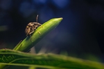 昆虫