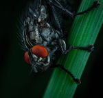 昆虫