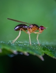 昆虫