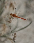 蜻蜓
