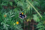 昆虫