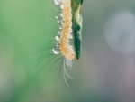虫子