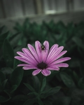 昆虫