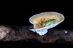 昆虫