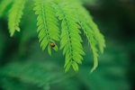 昆虫
